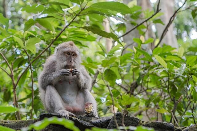 penginapan murah di ubud